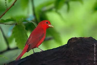 Image of: Piranga rubra (summer tanager)