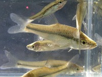 Pseudorasbora parva - Topmouth Gudgeon