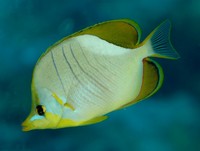 Chaetodon xanthocephalus - Goldheaded Butterflyfish