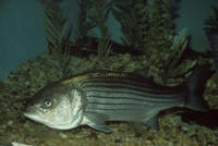 Image of: Morone saxatilis (striped sea-bass)