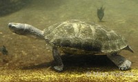 Orlitia borneensis - Asian Giant River Turtle