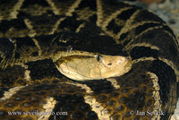 Bothrops asper - Fer-de-lance