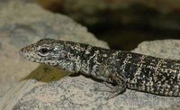 Tupinambis teguixin - Common Tegu