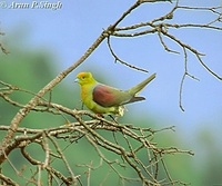 Wedge-tailed Green Pigeon - Treron sphenurus