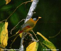 Silver-eared Mesia - Leiothrix argentauris