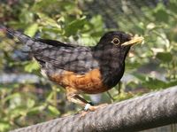 Black-breasted Thrush - Turdus dissimilis