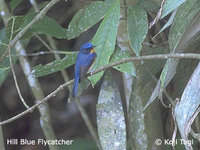 Hill Blue Flycatcher - Cyornis banyumas