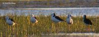 White-headed Stilt - Himantopus leucocephalus