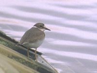 Long-billed Plover (Charadrius placidus) photo