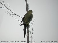 Blue-winged Parrot - Neophema chrysostoma