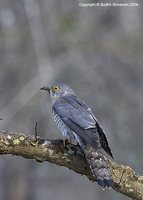 Common Hawk-Cuckoo - Cuculus varius