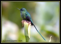 Long-tailed Sylph - Aglaiocercus kingi