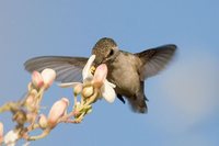 Bee Hummingbird - Mellisuga helenae