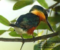 American Pygmy Kingfisher - Chloroceryle aenea