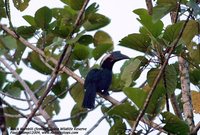 Black Hornbill - Anthracoceros malayanus