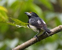 Orange-fronted Barbet - Capito squamatus