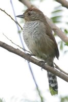 Rufous-capped Antshrike - Thamnophilus ruficapillus