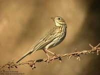 Tree Pipit - Anthus trivialis