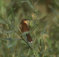 Black-capped Donacobius - Donacobius atricapilla