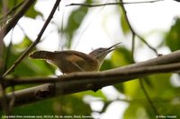 Long-billed Wren - Thryothorus longirostris