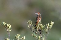 Cape Grassbird - Sphenoeacus afer