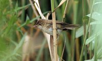 African Reed-Warbler - Acrocephalus baeticatus