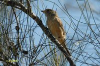 Rufous Whistler - Pachycephala rufiventris