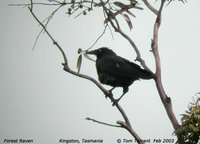 Forest Raven - Corvus tasmanicus