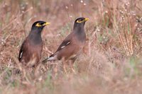 Common Myna - Acridotheres tristis