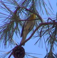 Grace's Warbler - Dendroica graciae