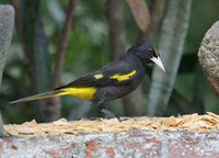 Yellow-winged Cacique - Cacicus melanicterus