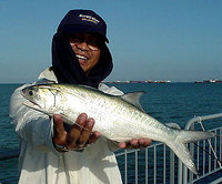 Kurau (Eleutheronema tetradactylon)