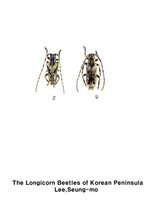 권하늘소 - Doius divaricatus