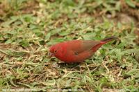 Red-billed Firefinch (Lagonosticta senegala)