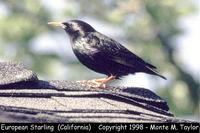 European Starling  (California)