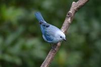 Blue-gray Tanager