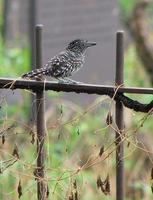 Barred antshrike in paramaribo