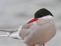 Arctic Tern