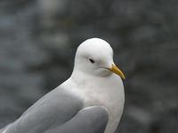 Mew Gull