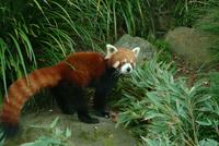 Red Panda