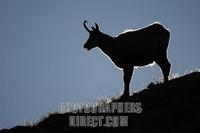 Chamois ( Rupicapra rupicapra ) chamois buck , silhouette stock photo