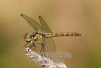 heath dragonfly ( sympetrum striolatum ) , female stock photo