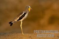 White Headed ( White crowned ) Lapwing ( Plover ) stock photo