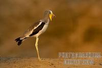 White Headed ( White crowned ) Lapwing ( Plover ) stock photo