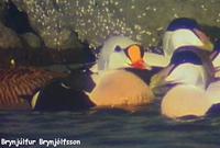 King Eider Somateria spectabilis