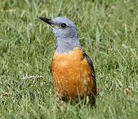 Rufous-tailed Rock-thrush (Monticola saxatilis)