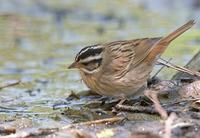 Tristram's bunting C20D 03206.jpg