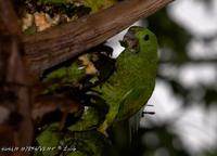 Blue-headed Racquet-tail » Prioniturus platenae