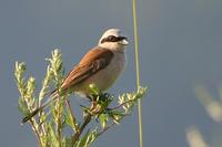 Tuhyk obecny (Lanius collurio)