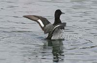 Lesser Scaup at Monkmoor (Ian Butler) 11/6/05 two nice